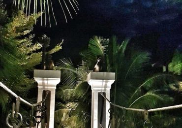 Monkey-Business-Album-Cover-Photo