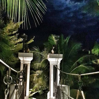 Monkey-Business-Album-Cover-Photo