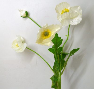 0344_Poppy White