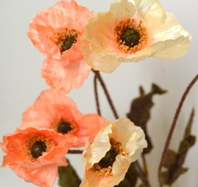 0355 Poppy Peach & Cream 3
